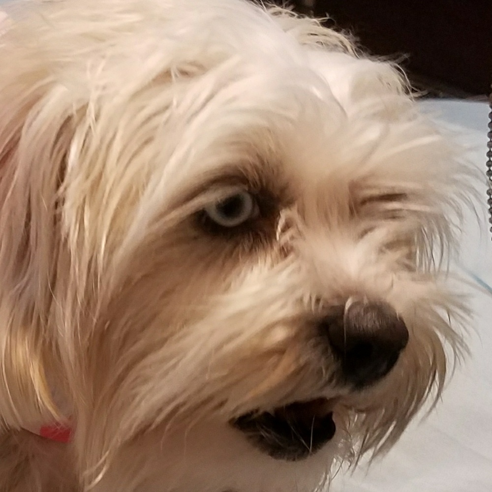 Meet your Posher, Mshairi